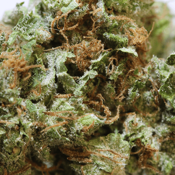 Scout Master - Image 2