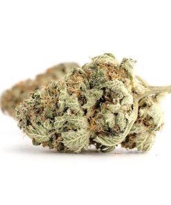 Northern Lights